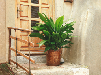Pothos